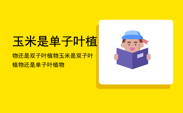 玉米是单子叶植物还是双子叶植物「玉米是双子叶植物还是单子叶植物」