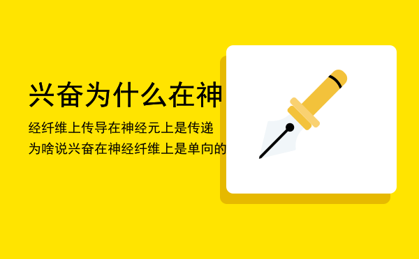 兴奋为什么在神经纤维上传导在神经元上是传递，为啥说兴奋在神经纤维上是单向的